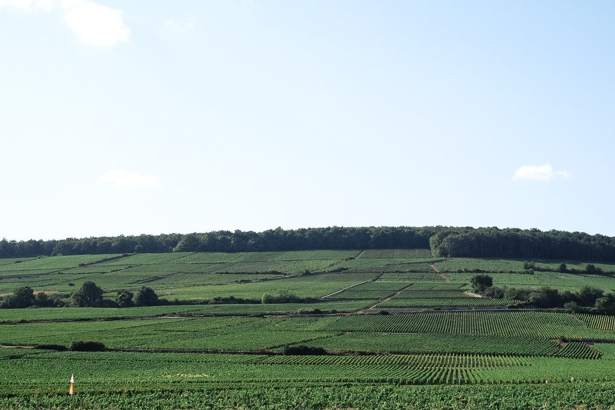 Travel with Theo: Beaune, Burgundy | www.Simmstown.com | Lisa Samuel